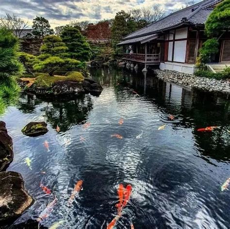 鱼池风水|风水鱼池有什么讲究 鱼池水景的风水→MAIGOO知识